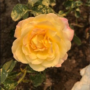 Meet your Posher, Lynn